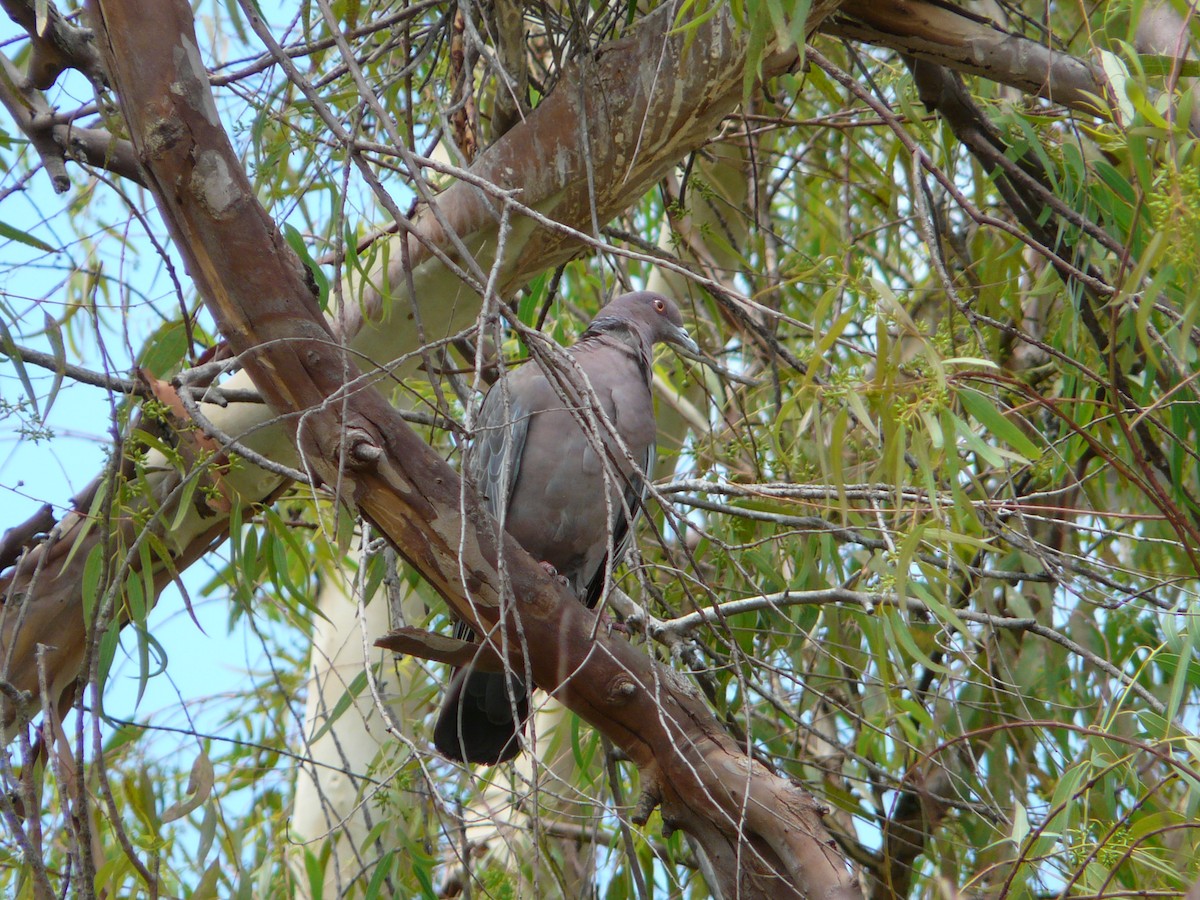 Picazuro Pigeon - ML354977831