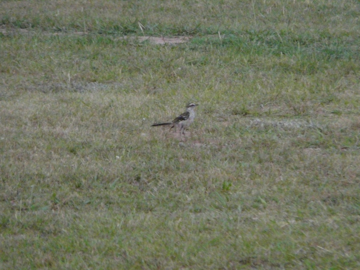 Chalk-browed Mockingbird - ML354977921