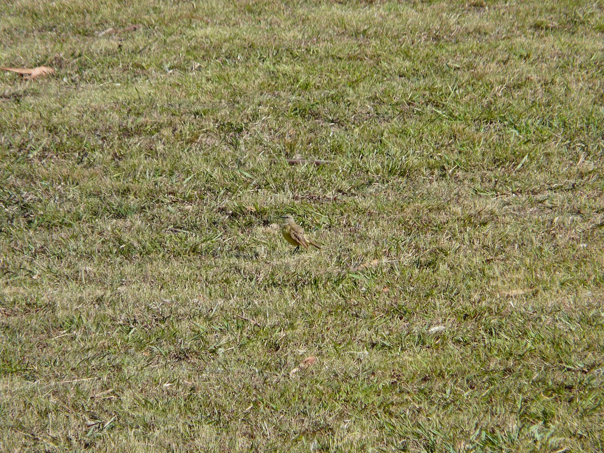 Cattle Tyrant - ML354977961