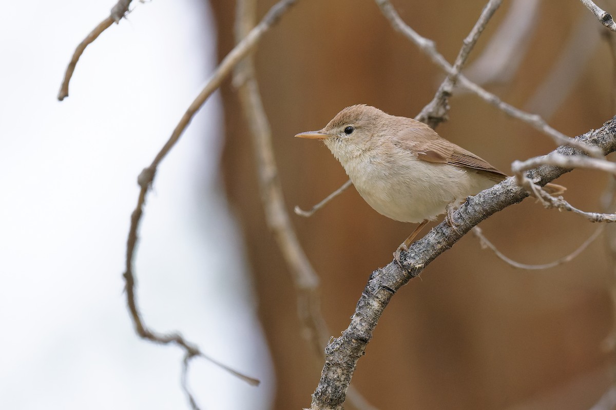Sykes's Warbler - Vincent Wang