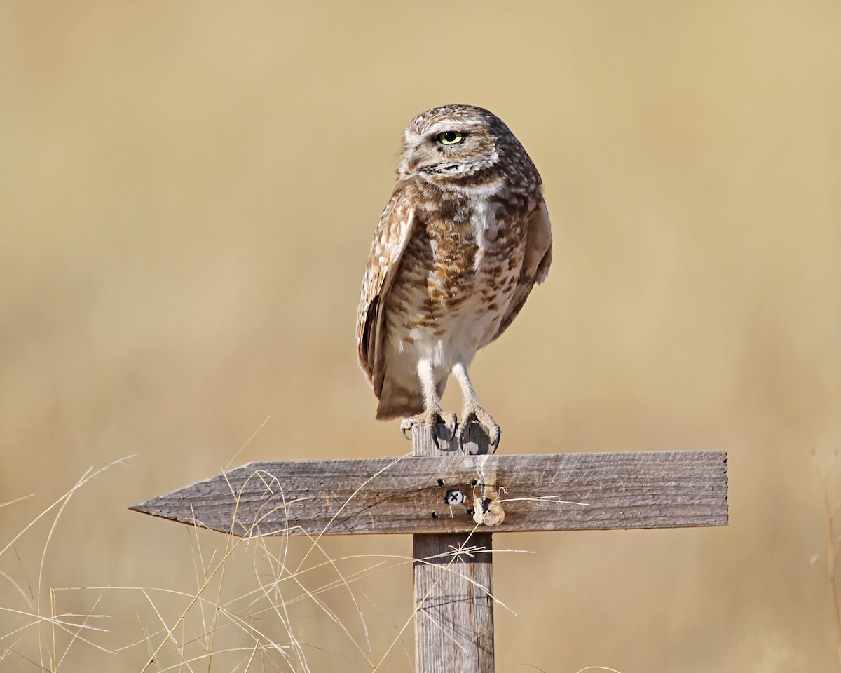 Burrowing Owl - ML354979551