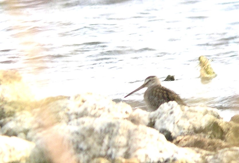 Marbled Godwit - ML35498101