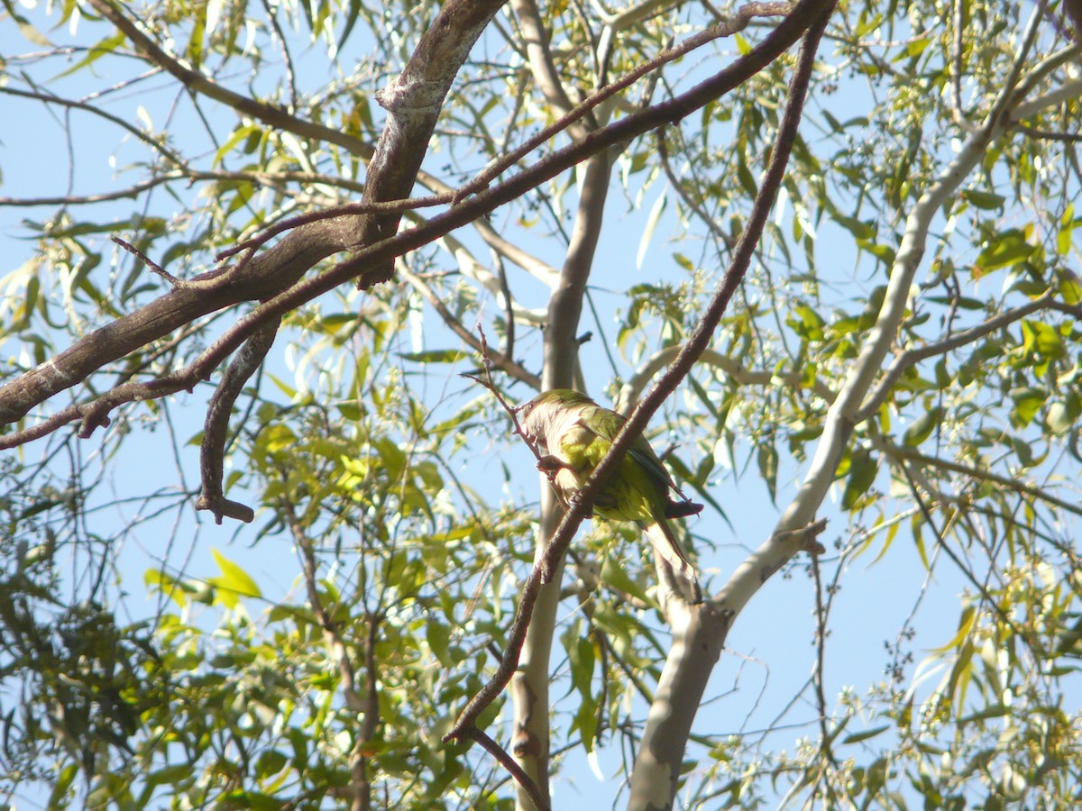 Monk Parakeet - ML354981061
