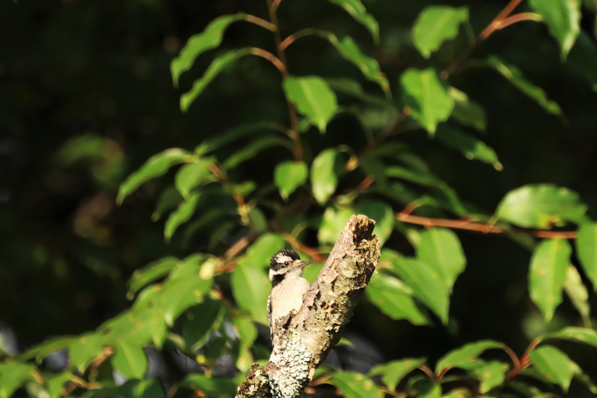 Downy Woodpecker - ML354981321