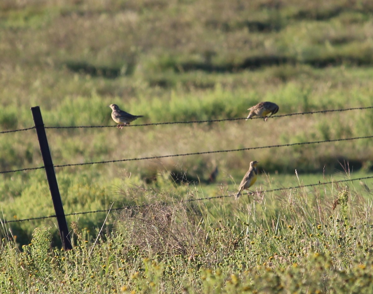 Eastern Meadowlark - ML35498211