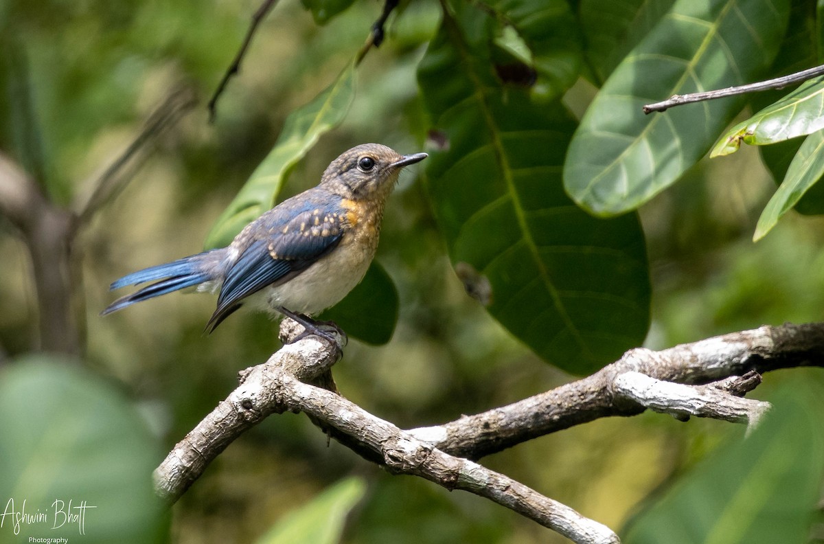 Tickell's Blue Flycatcher - Ashwini Bhatt