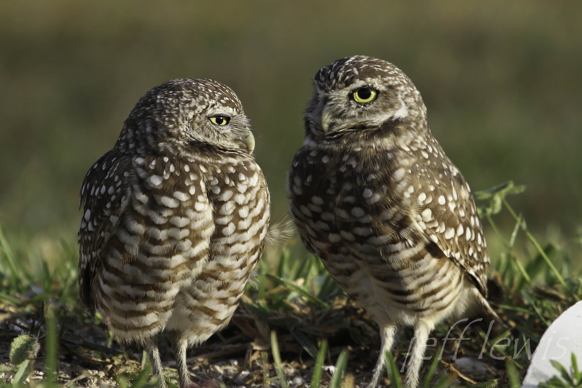 Burrowing Owl - ML354982431