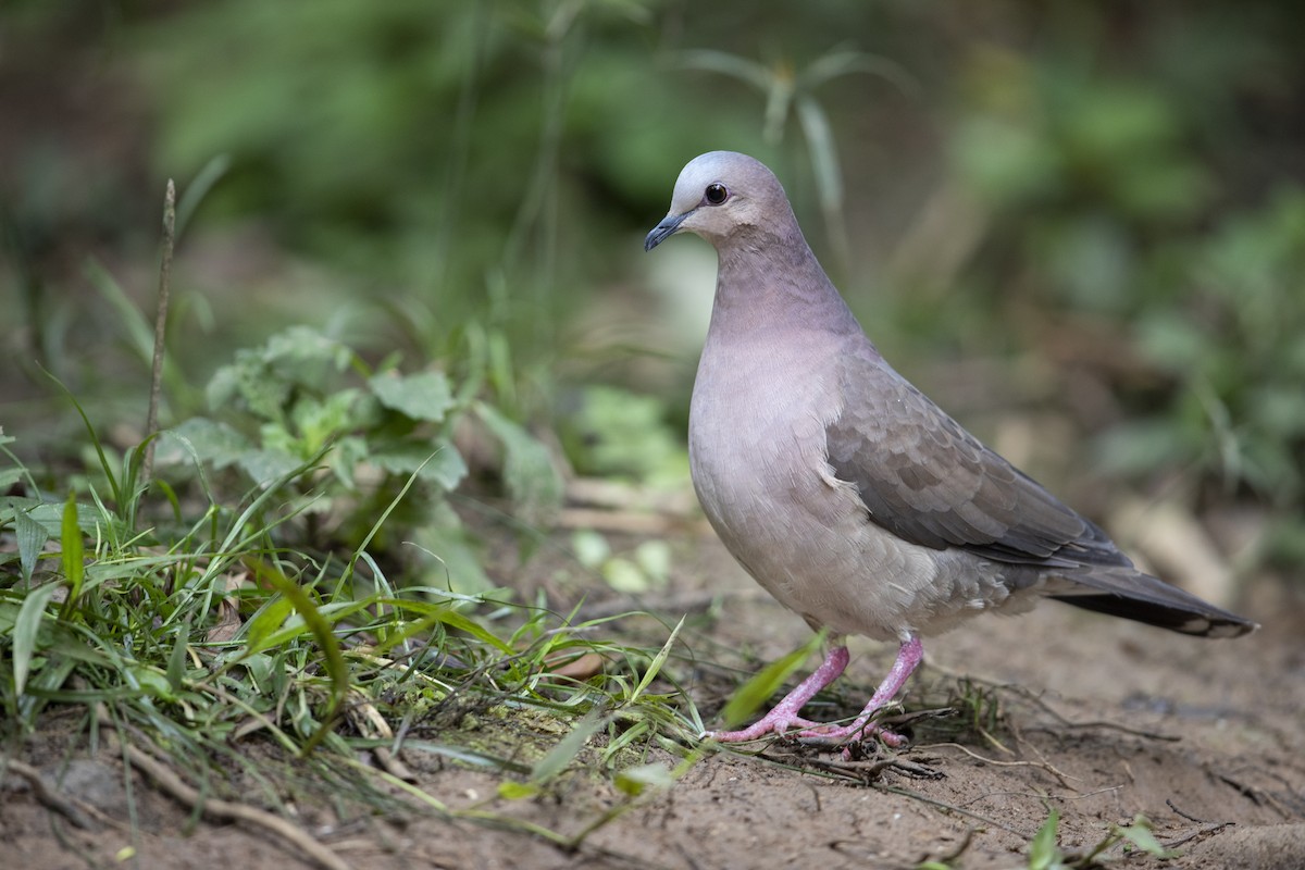 Gray-fronted Dove - ML354982531