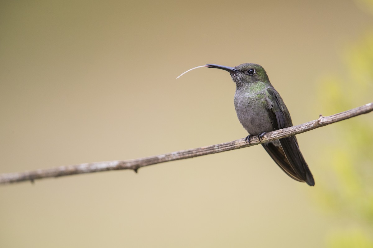 Külrengi Kolibri - ML354983431