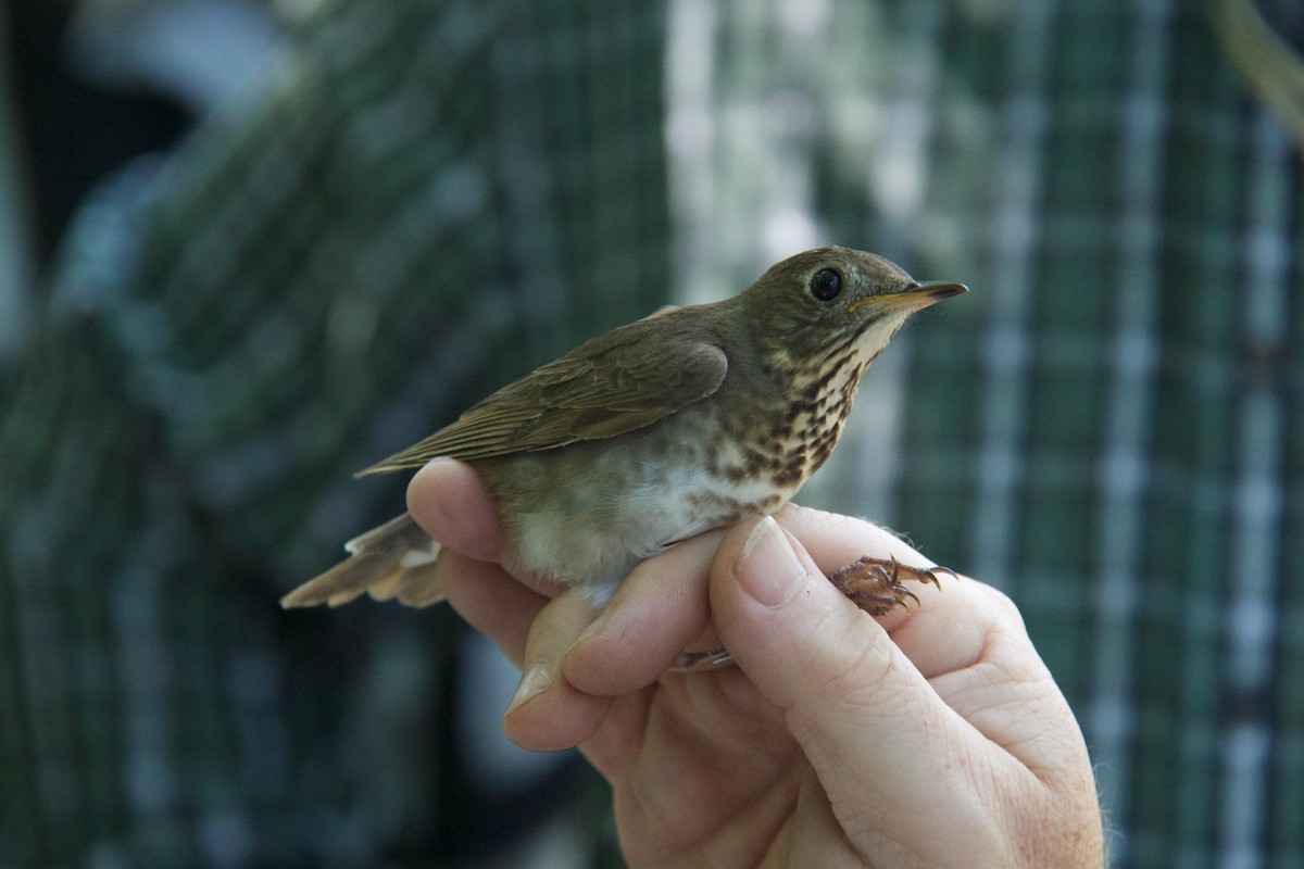 Bicknell's Thrush - Trina Anderson