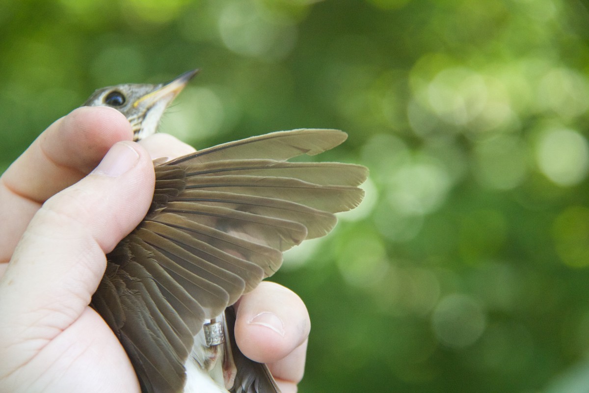 Bicknell's Thrush - ML35498401