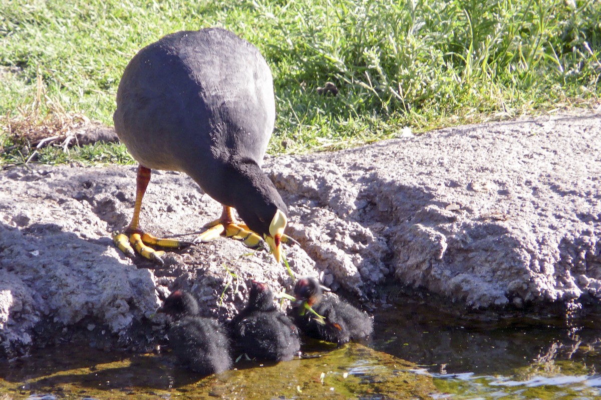 Red-gartered Coot - ML354984191