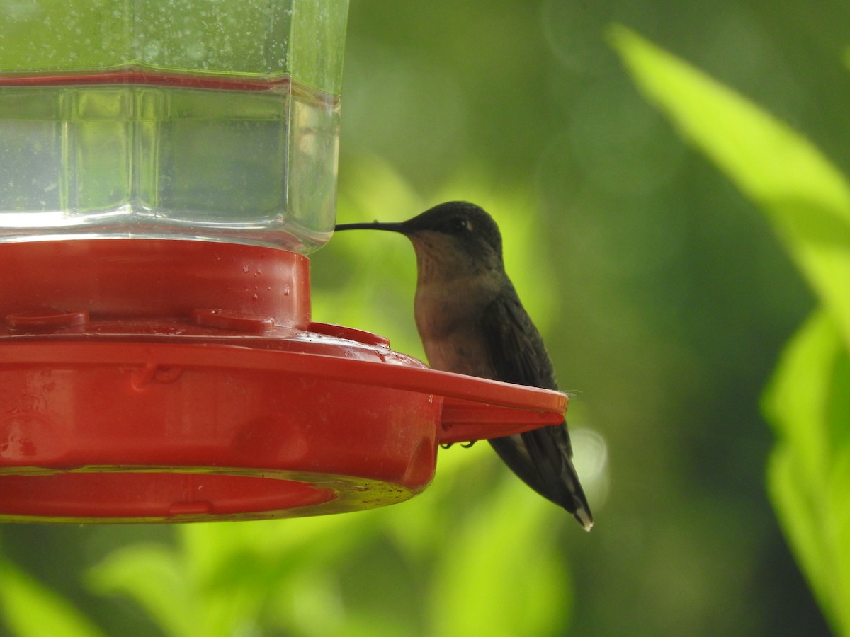 Ruby-throated Hummingbird - ML354984211