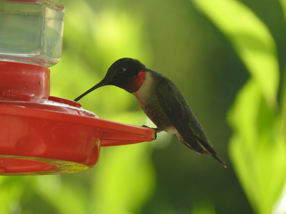 Ruby-throated Hummingbird - ML354984251