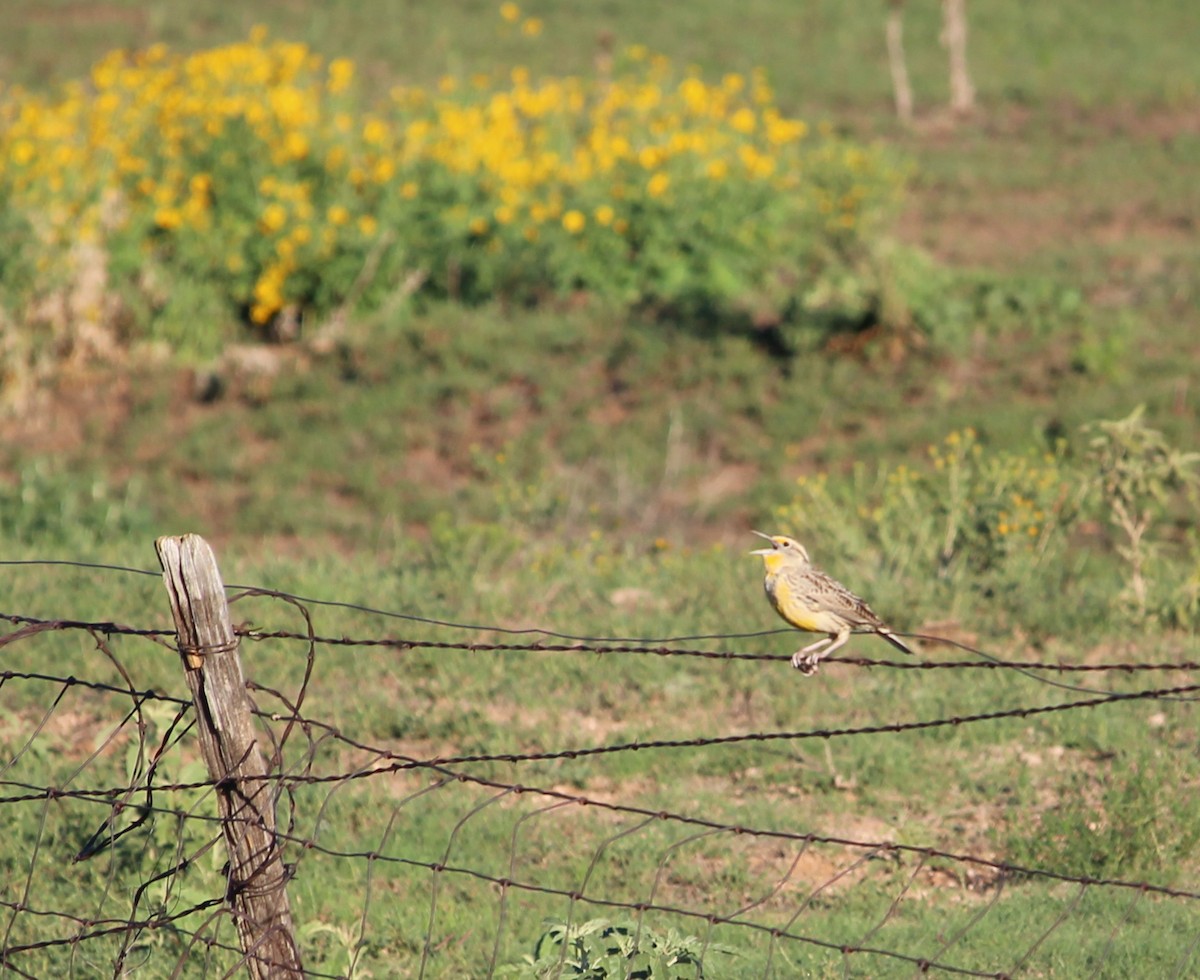 Eastern Meadowlark - Jessie  Brantwein