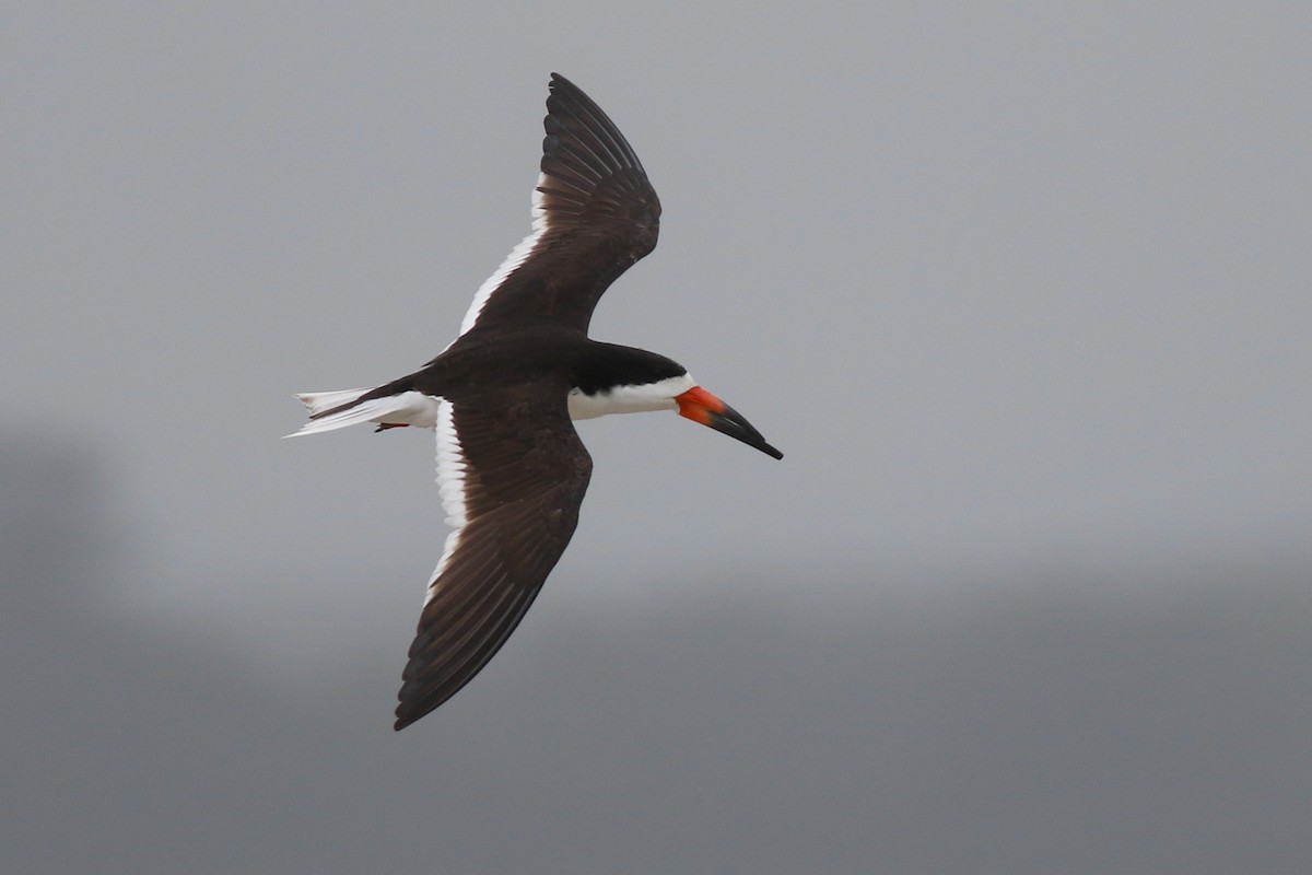 Black Skimmer - Baxter Beamer