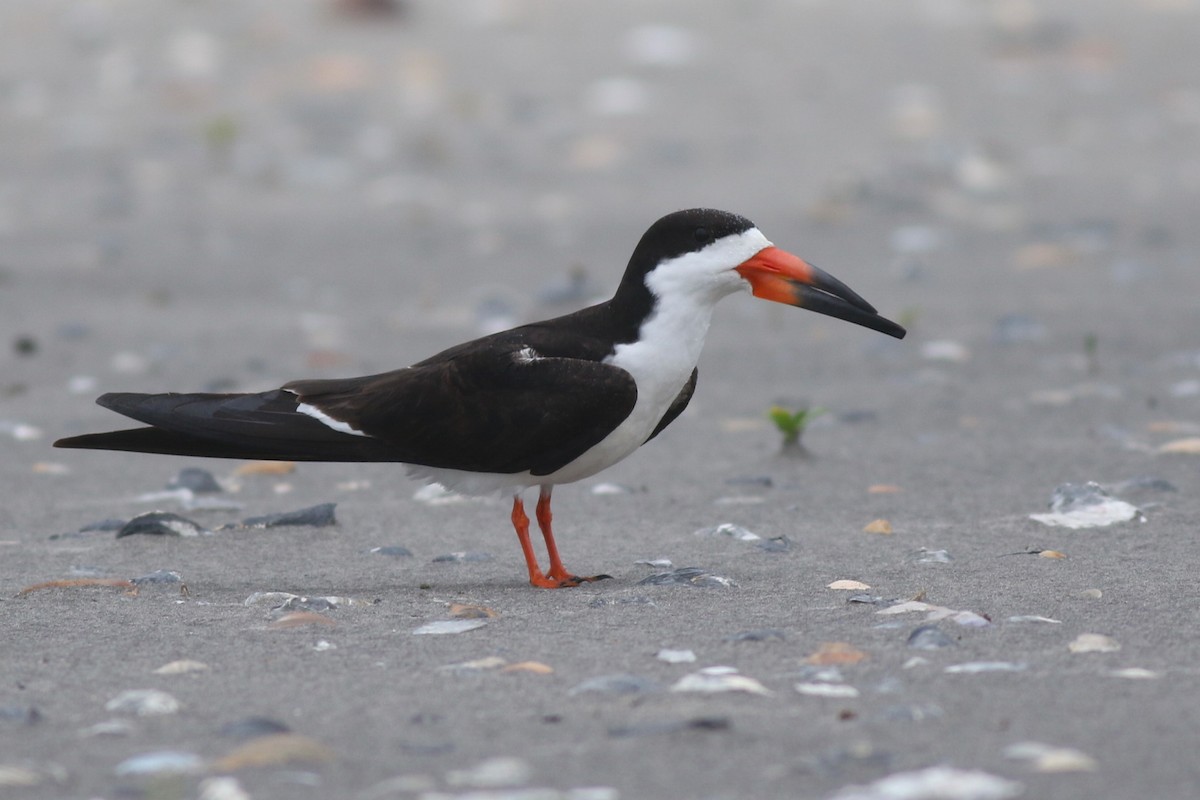 Black Skimmer - Baxter Beamer