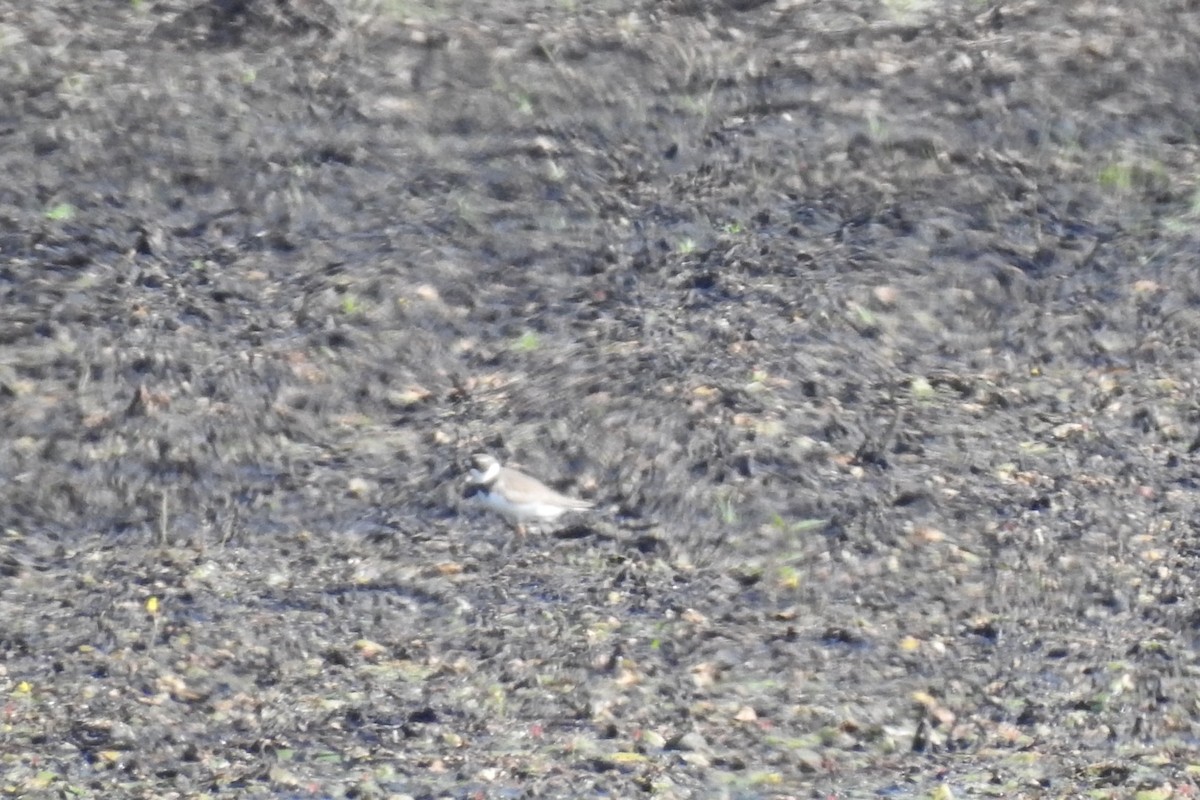Semipalmated Plover - ML354985751
