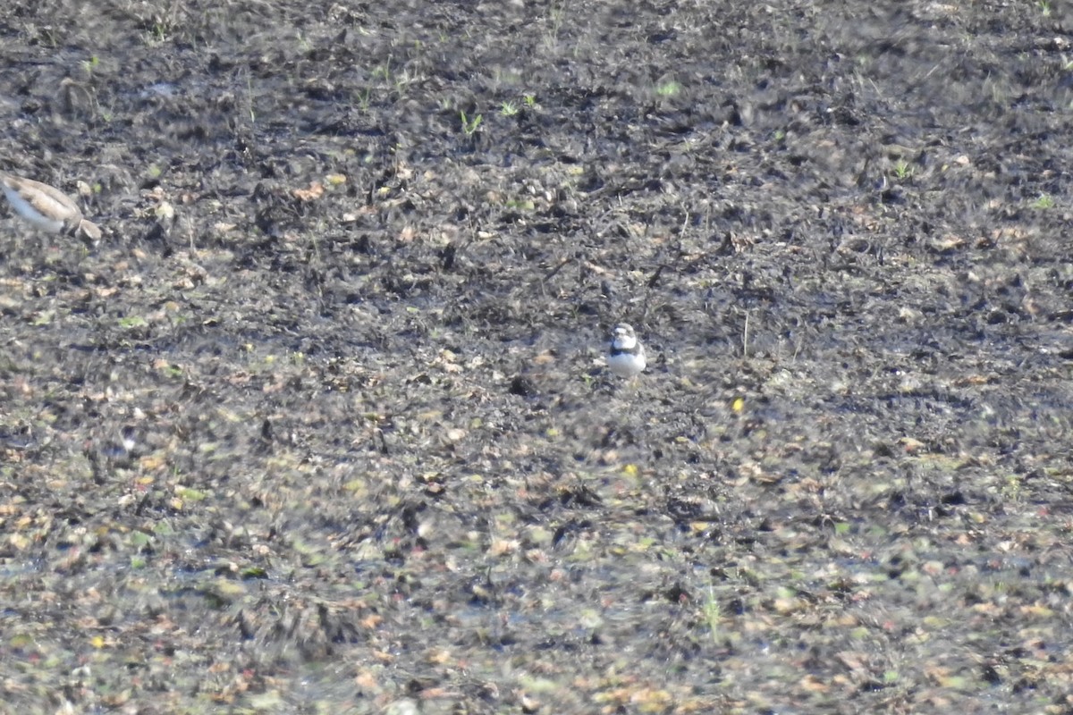 Semipalmated Plover - ML354985761