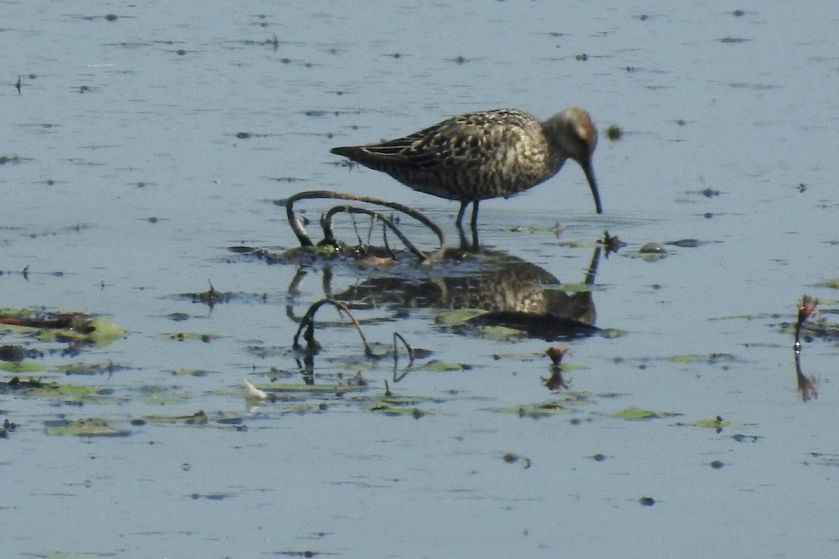 Stilt Sandpiper - ML354985791