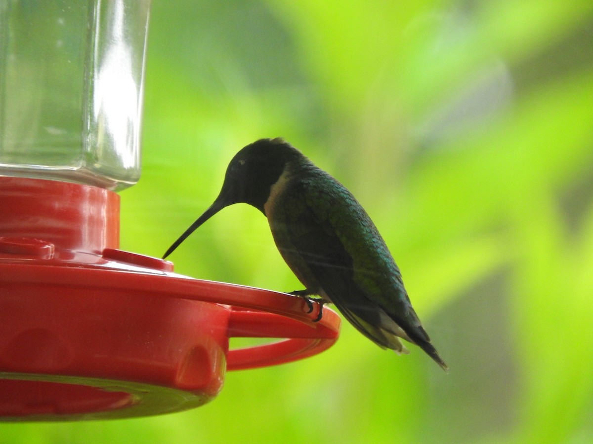 Ruby-throated Hummingbird - ML354985891