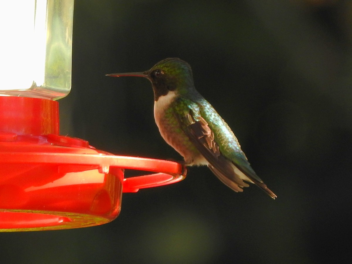 Ruby-throated Hummingbird - ML354987271