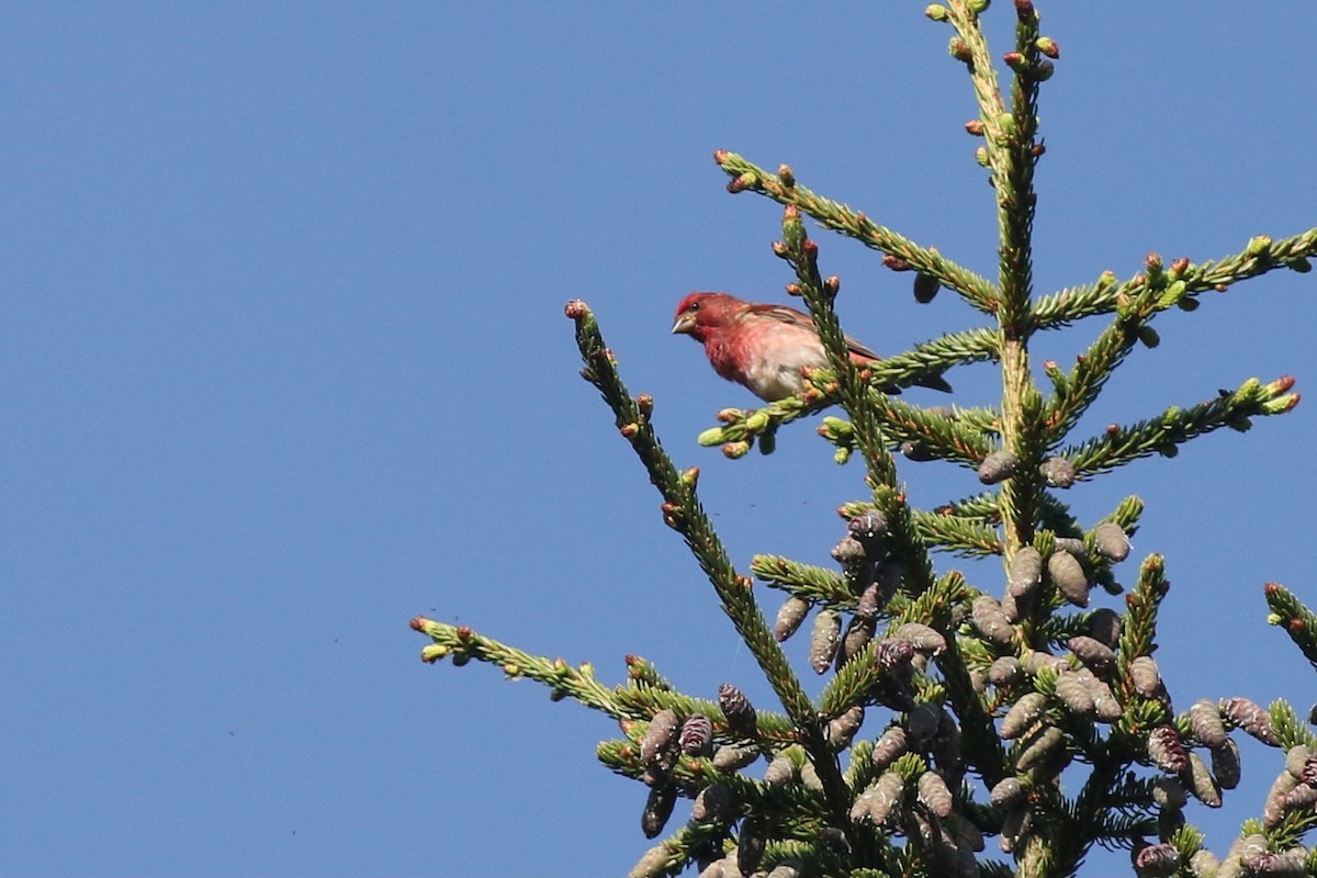 Purple Finch (Eastern) - ML354989121