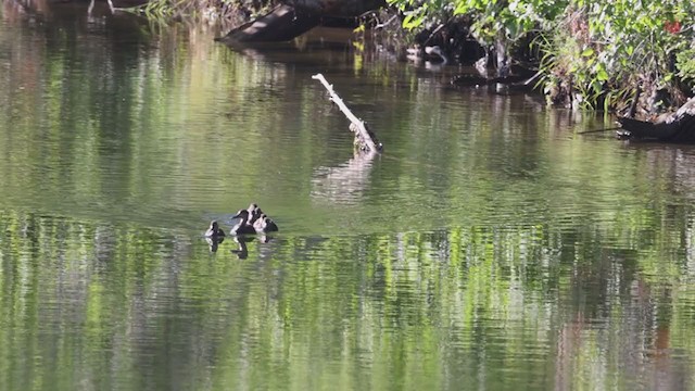 American Black Duck - ML354990041