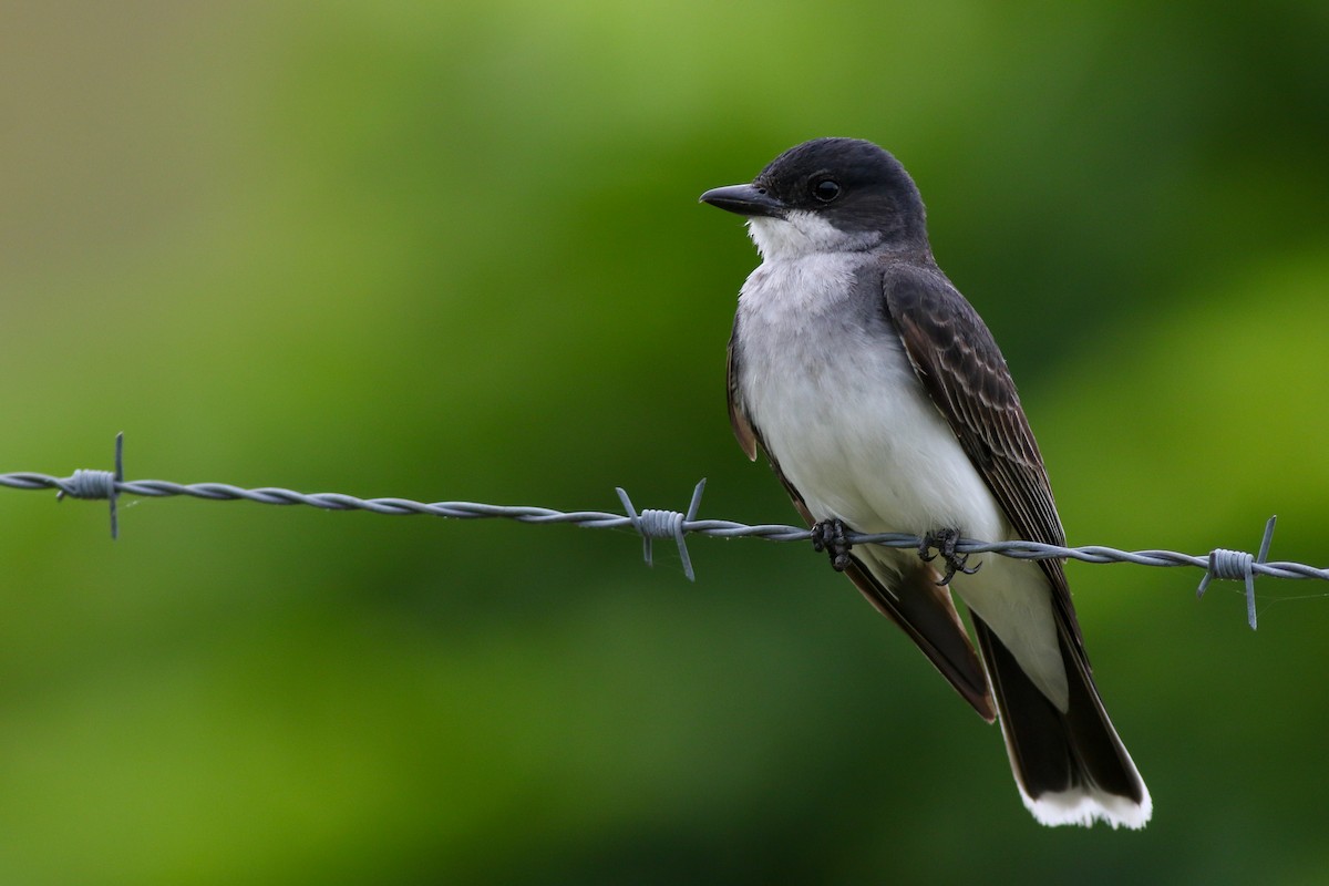 Eastern Kingbird - ML354990231