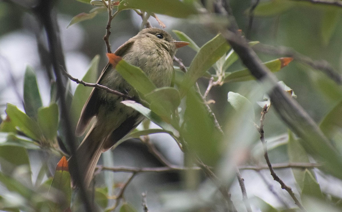 Western Flycatcher (Cordilleran) - ML354991551