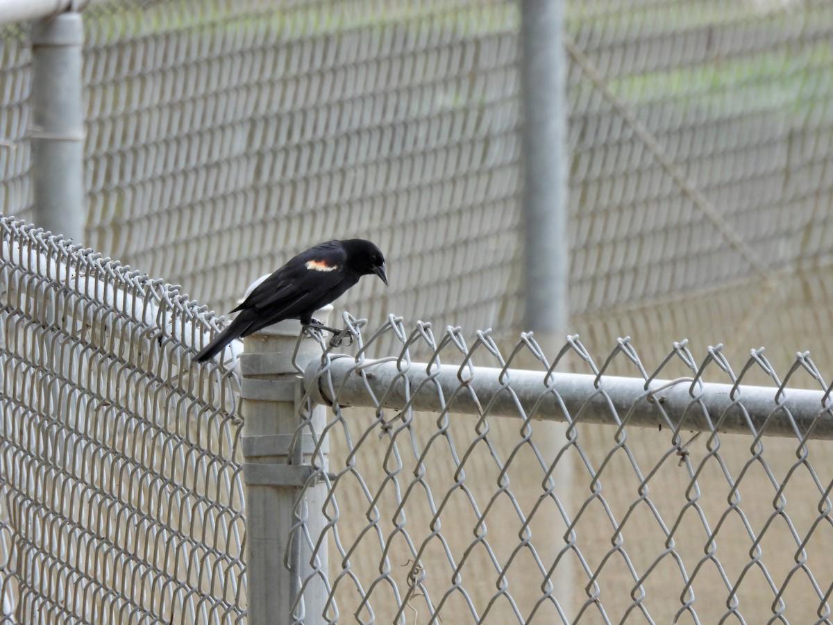 Red-winged Blackbird - ML354995251