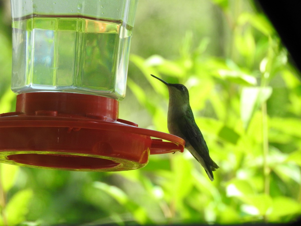 Ruby-throated Hummingbird - ML354995921