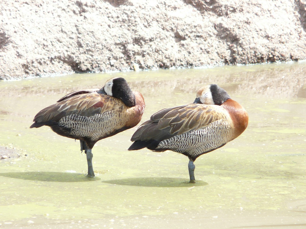 White-faced Whistling-Duck - ML354996561