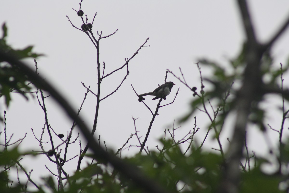 Dark-eyed Junco (Slate-colored) - ML354998491