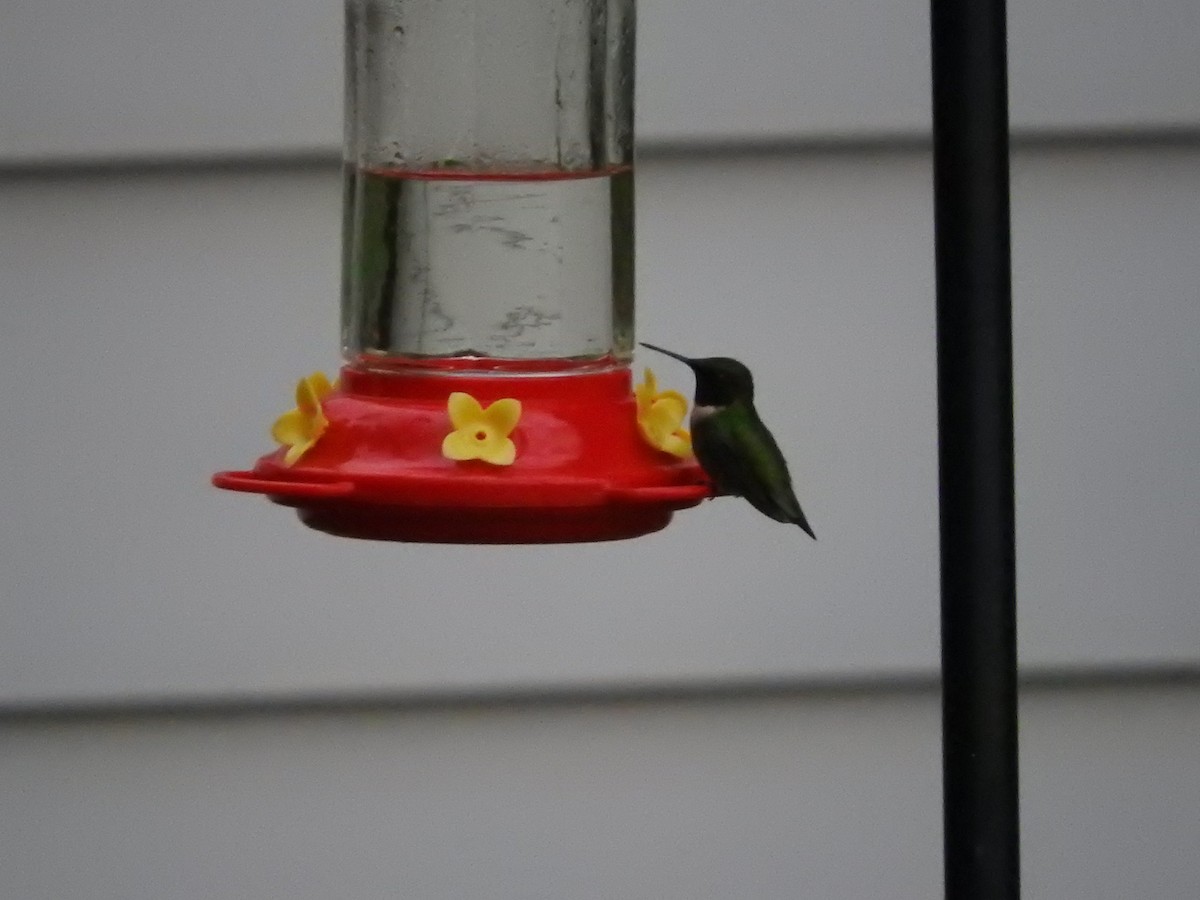 Ruby-throated Hummingbird - ML355003271