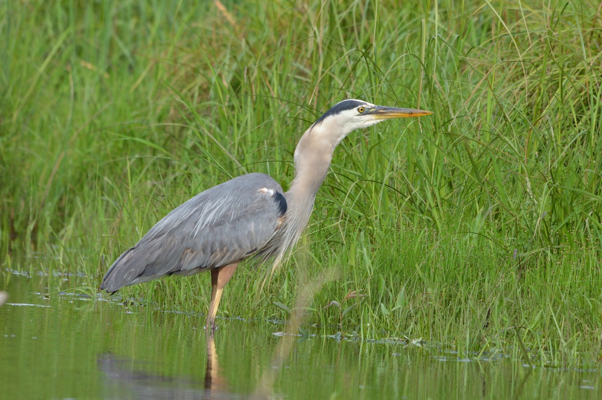 Great Blue Heron - Jean-Daniel Fiset