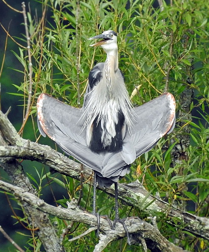 Great Blue Heron - Aimee LaBarr