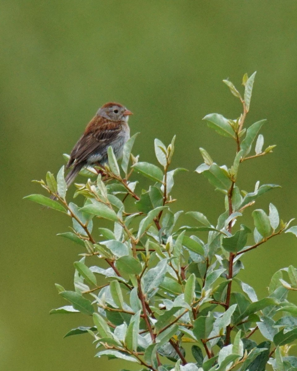 Field Sparrow - Dennis Mersky