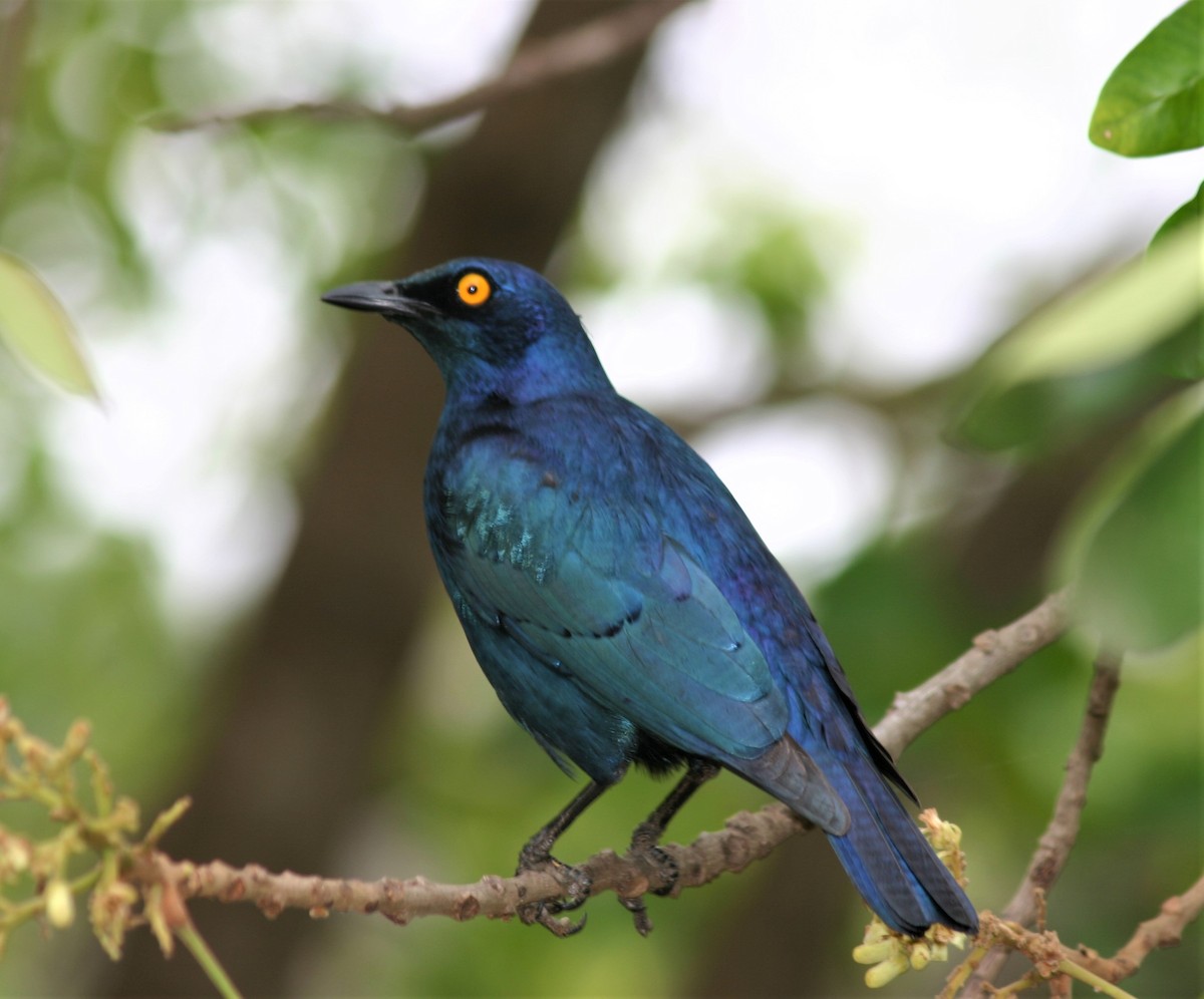 Greater Blue-eared Starling - ML355007071
