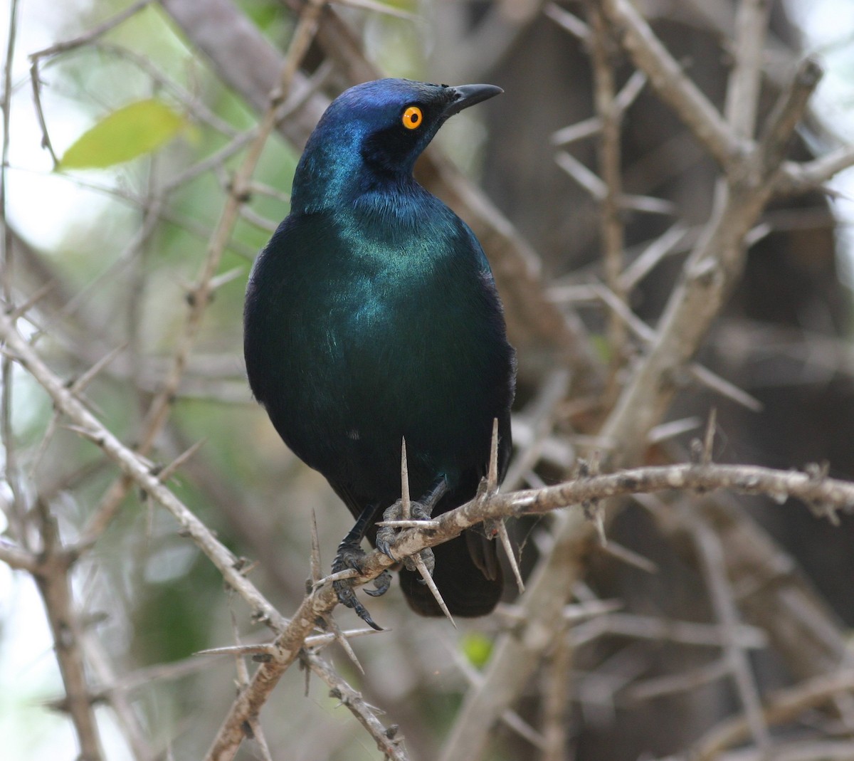 Greater Blue-eared Starling - ML355007081
