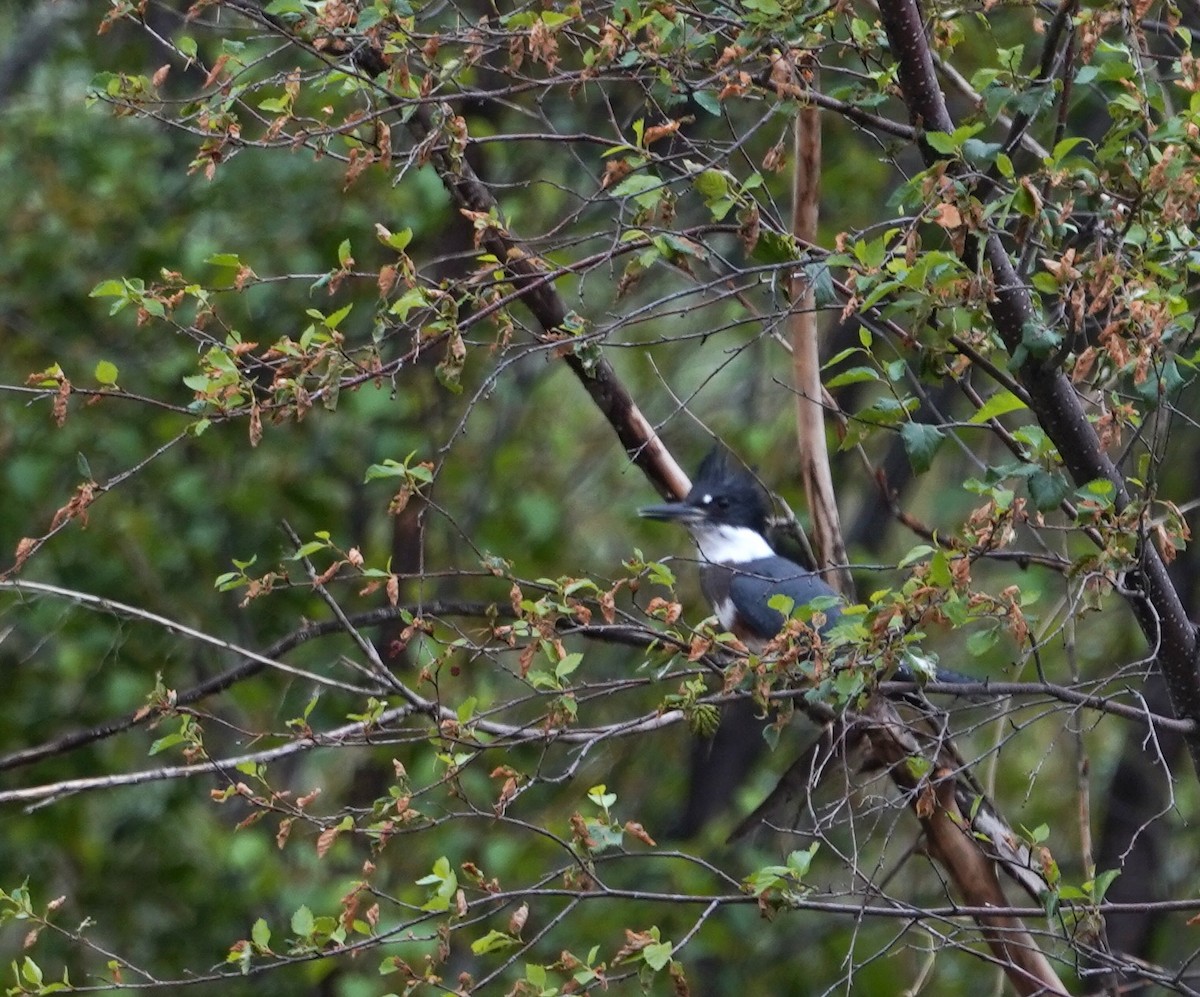 Belted Kingfisher - ML355008751
