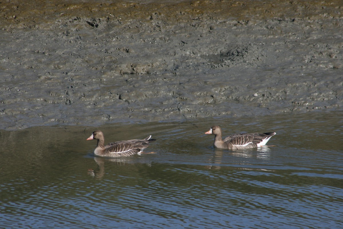 Greater White-fronted Goose - ML355009361