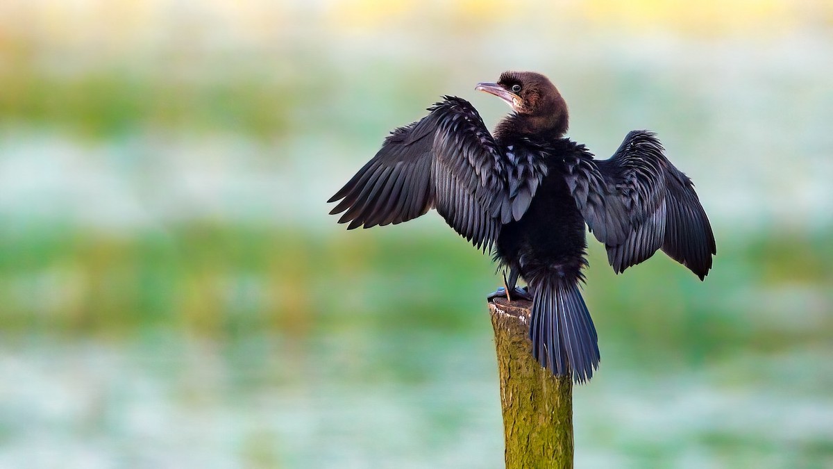 Pygmy Cormorant - Lukasz Ifczok