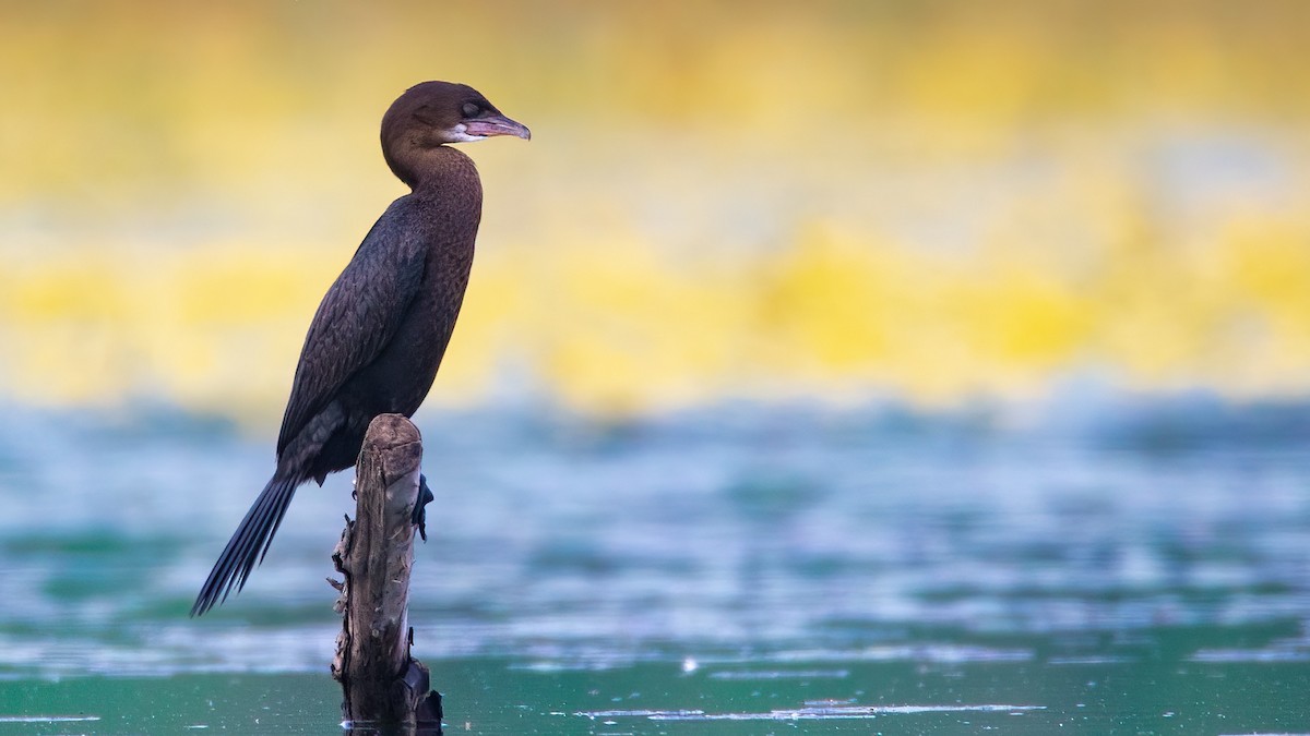 Pygmy Cormorant - Lukasz Ifczok