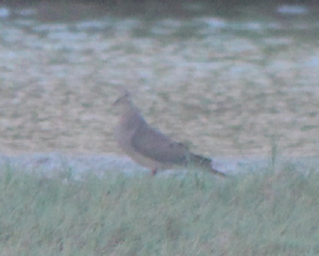 Mourning Dove - ML355009881