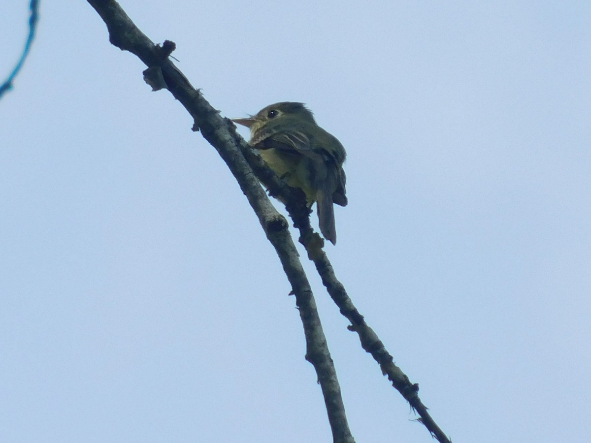 Western Flycatcher (Cordilleran) - ML355009951