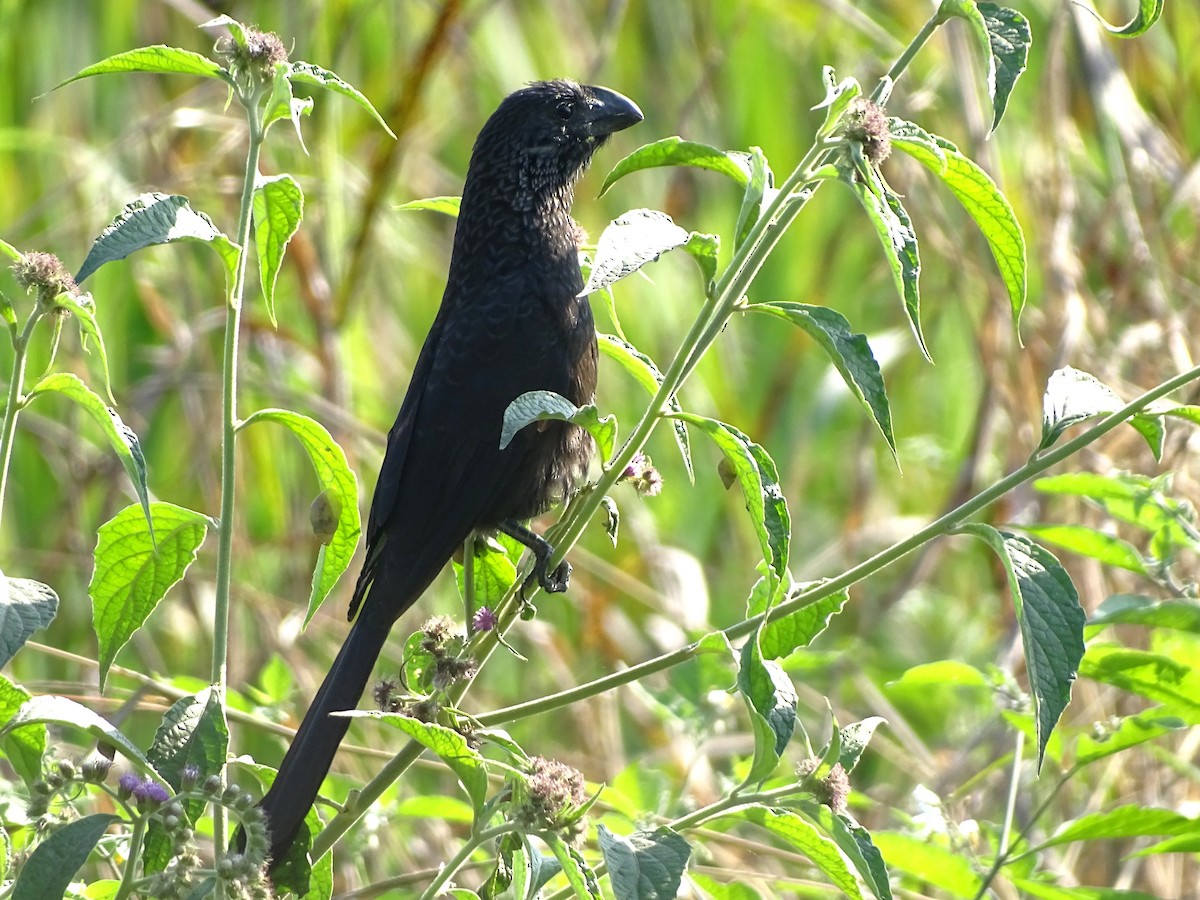 Smooth-billed Ani - ML355010431