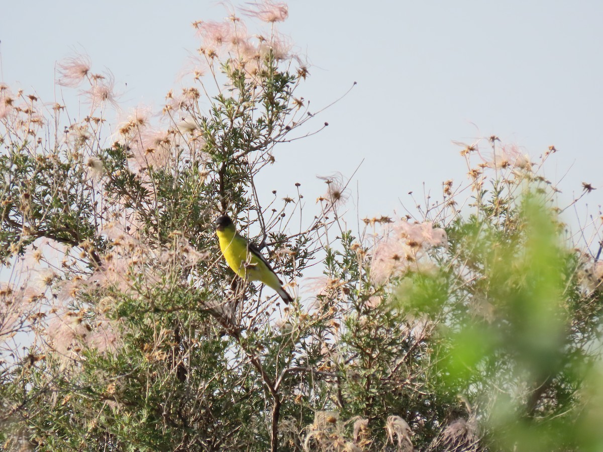 Lesser Goldfinch - ML355010751