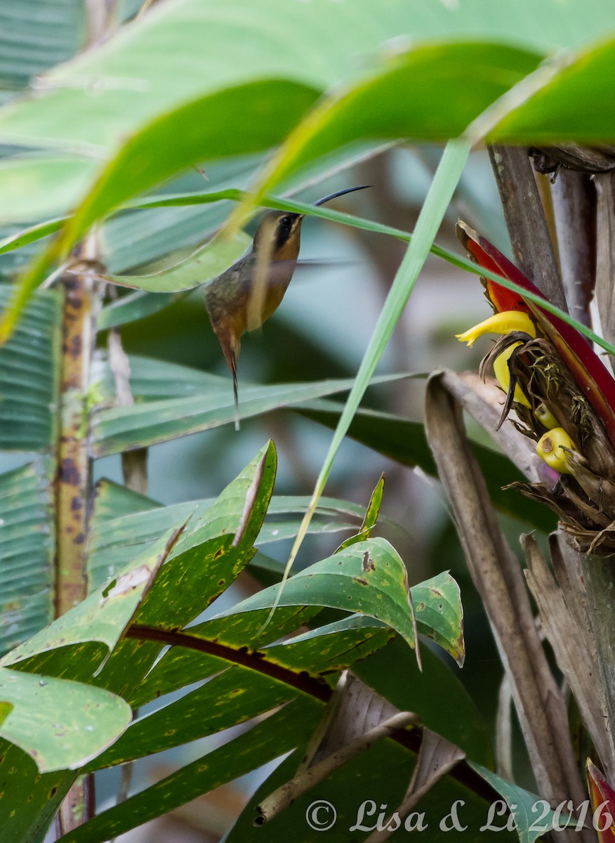 Gray-chinned Hermit - ML355012271