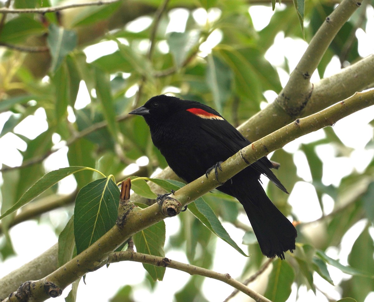 Red-winged Blackbird - ML355012331